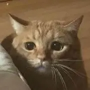 アンディ・タイソン