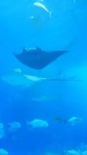 オキの画像