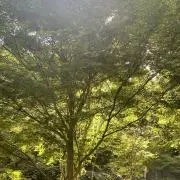 ストロベリーママの画像
