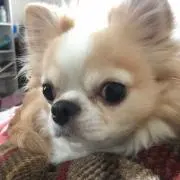 楽蔵の画像