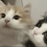 タロの画像