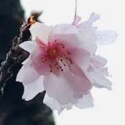 ようこの画像