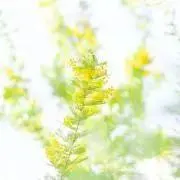 Shio*の画像