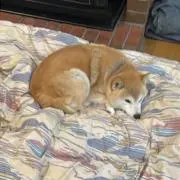 かんな