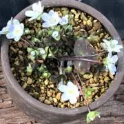 mocoの画像