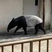 Muuの画像