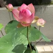 そらパピの画像