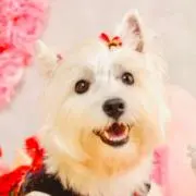ラム