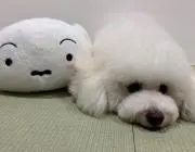 みぃ