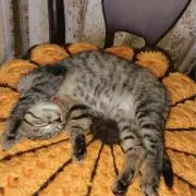 Yumikoの画像