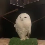 ヘドウィグの画像
