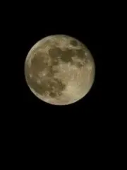 きちきちの画像