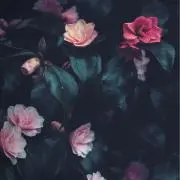 yanaの画像
