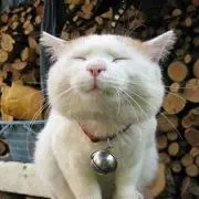 田舎の猫