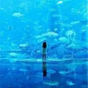 ひまわりの画像
