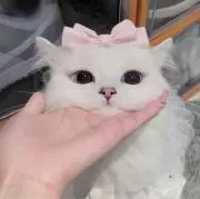 ノエルの画像