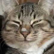 もも猫の画像