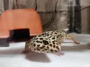 ちろ