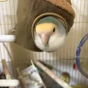 ★購入前確認無しのご購入不可です★の画像