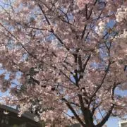 あさの画像