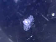 ひろひろの画像