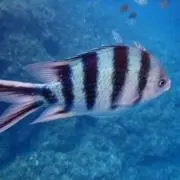 けーぢ