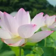 sakの画像