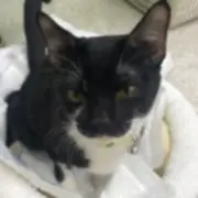 津田