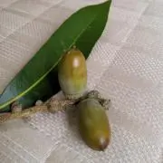 どんぐりの画像