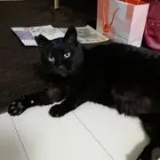 黒ちゃん