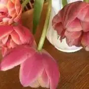 ベージュの画像