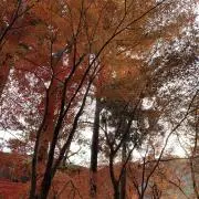 しょーちゃんの画像