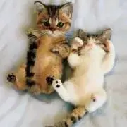 catsの画像