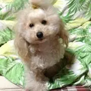 ミルフィーの画像