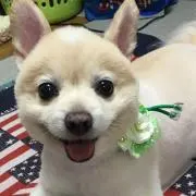 チャピまる