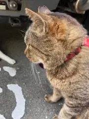 schrbの画像