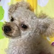 ミーサ
