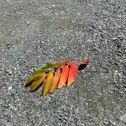 momoの画像