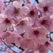 にゃん