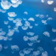 Nattyの画像