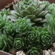 みーさんの画像