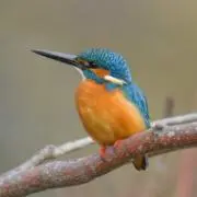 カワセミの画像