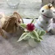 きびなご