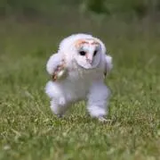 moimoi