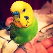 ひかり