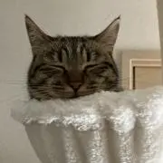 くま