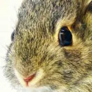 Winの画像