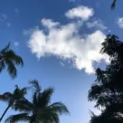 そらりんの画像