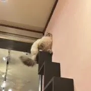 skの画像
