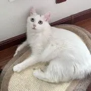 shunの画像